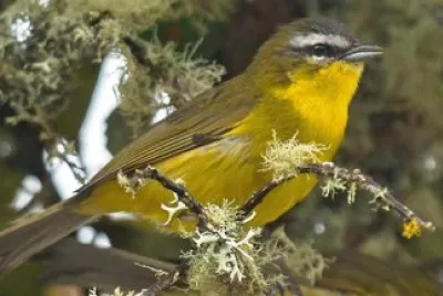 Tangara canapino