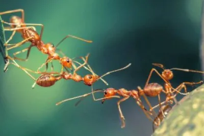 HORMIGAS
