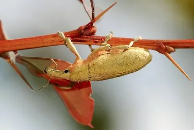 פאזל של Lixus angustatus