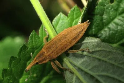 Lixus iridis