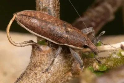 Lixus ochraceus jigsaw puzzle
