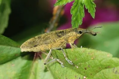 Lixus polverulentus