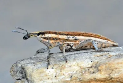 Lixus anguinus