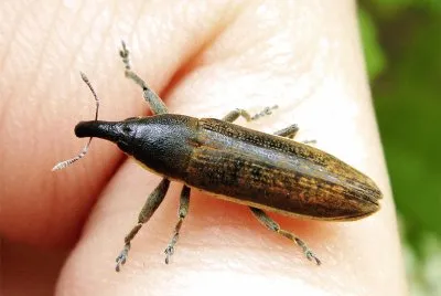 Lixus junci