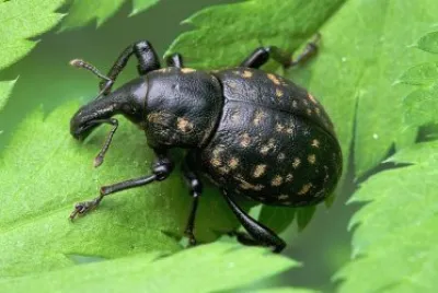 Liparus glabiostris