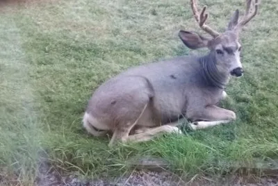 wapiti