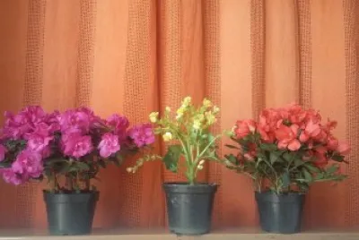 flores