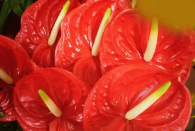 Anthurium