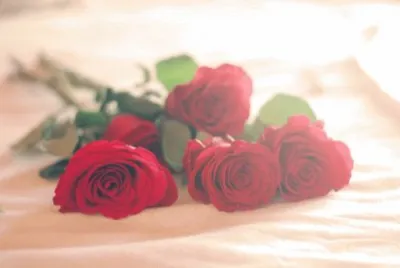 Rosas