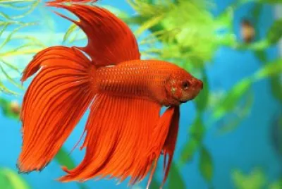 Peixe