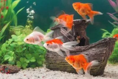 Peixe