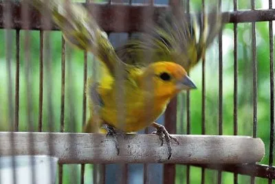 nao