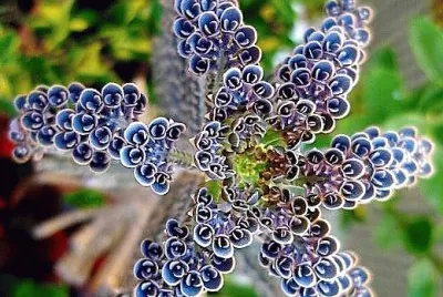 flores
