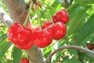 frutas