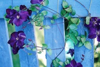 flores