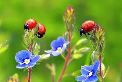flores