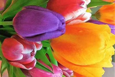 flores