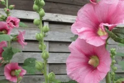 Rose trÃ¨miere