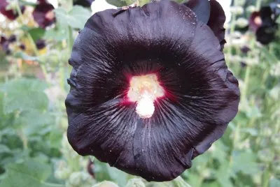 Rose trÃ¨miere