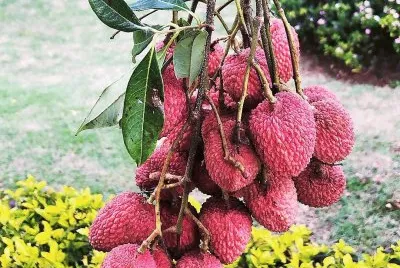 frutas