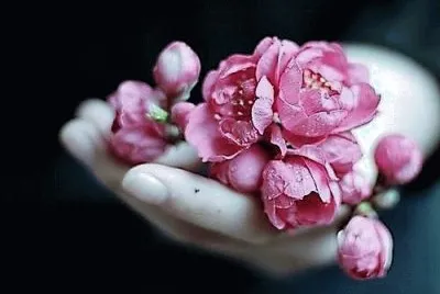 flores