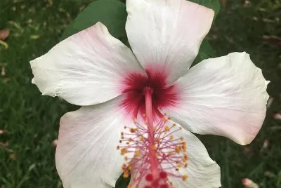 flores
