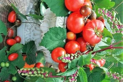 frutos