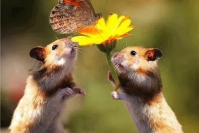Animais