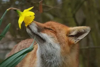 Animais