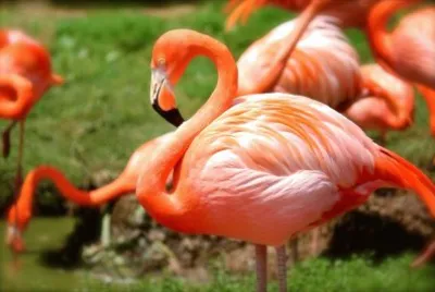 Animais