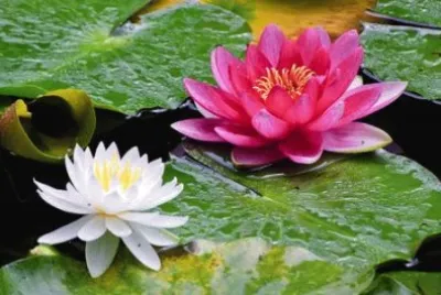 flores