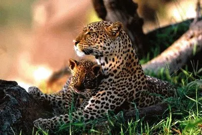 Animais