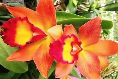 flores
