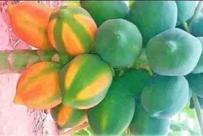frutas