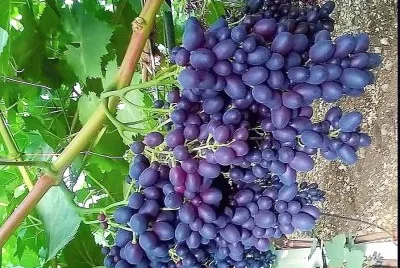 frutas