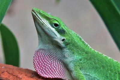 natural