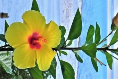 flores