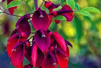 flores