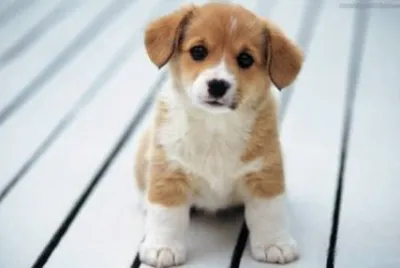 Animais