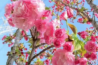 flores