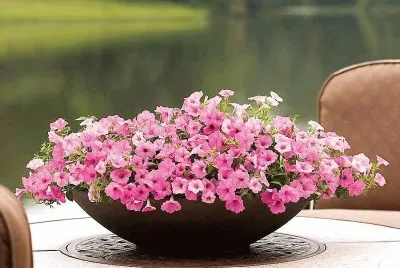 flores