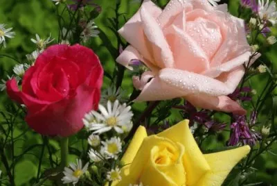 Rosas