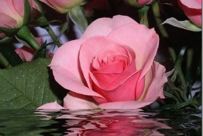 Rosas