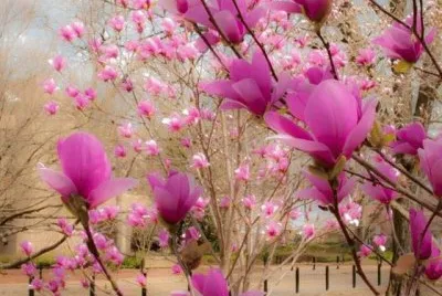 fiori