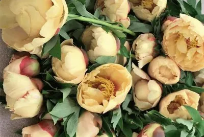 flores