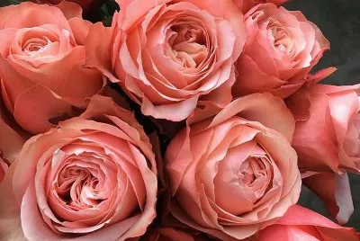 flores