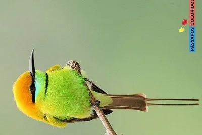 cores