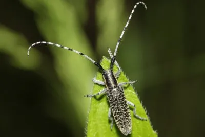 פאזל של Agapanthia villosovirideslens