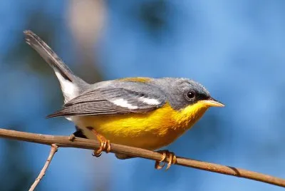 Parula pitiayumi jigsaw puzzle