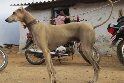 Erct tail kanni